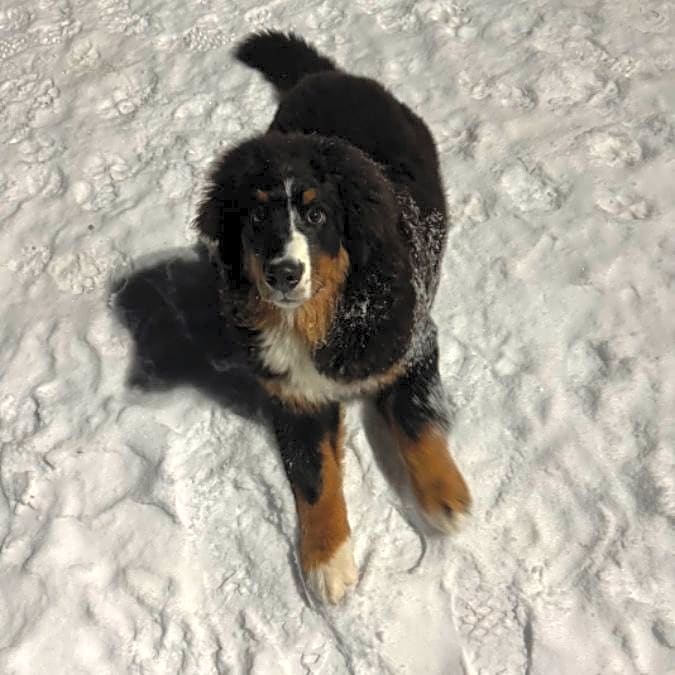 Photo of Stella