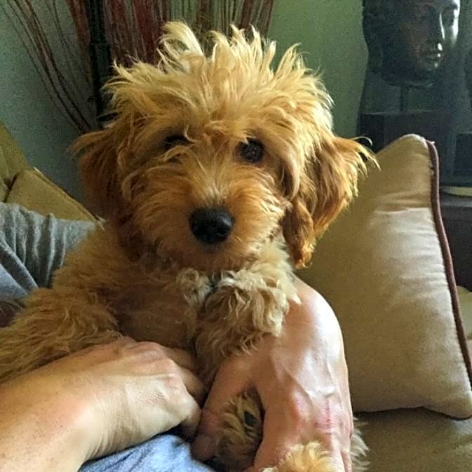 Photo of Tucker