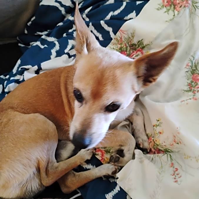 Photo of Chico