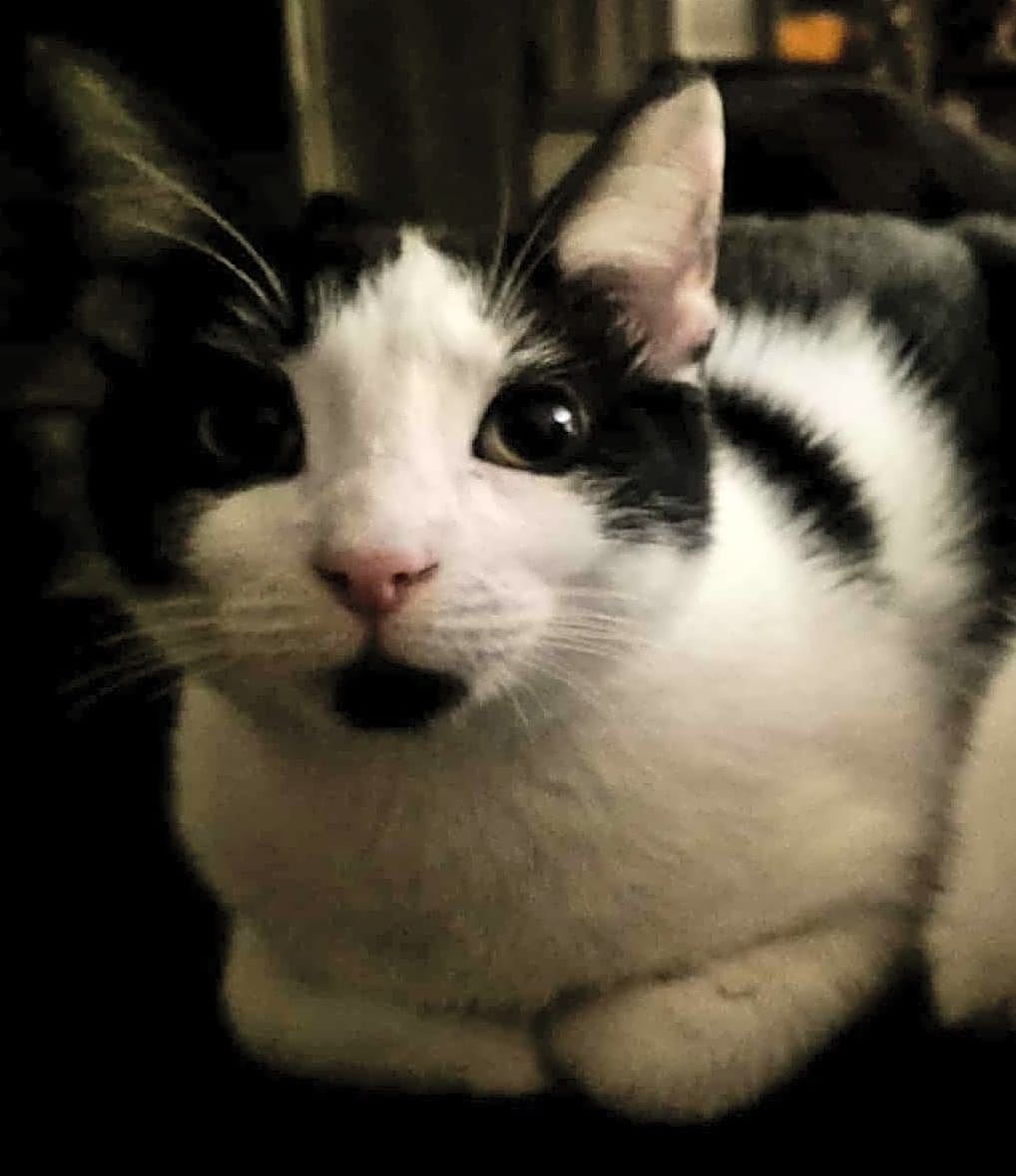 Photo of Stripe