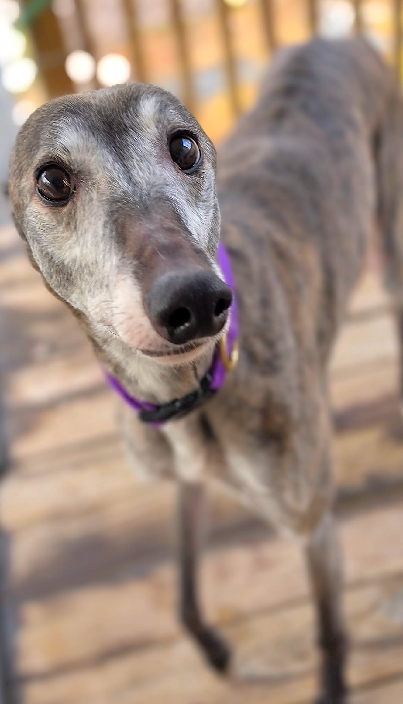 Photo of Tootie