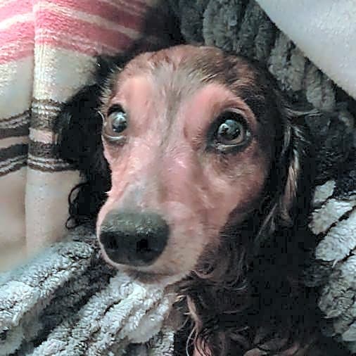 Photo of Willow