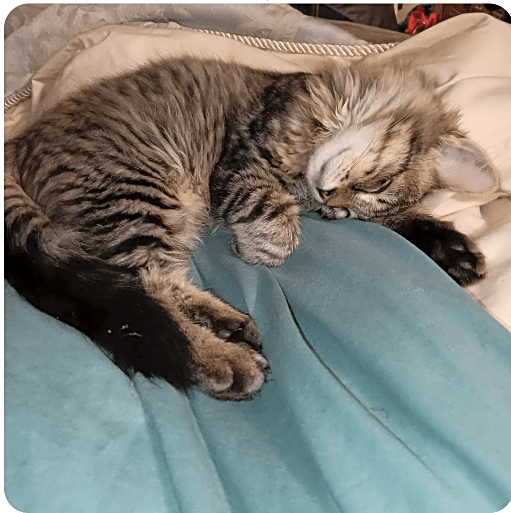 Photo of Biscuit