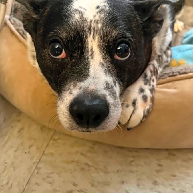 Photo of Reily