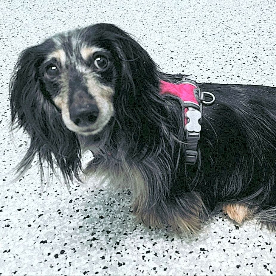 Photo of Olive