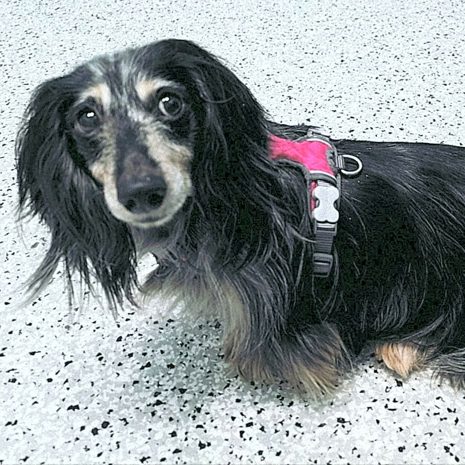 Photo of Olive