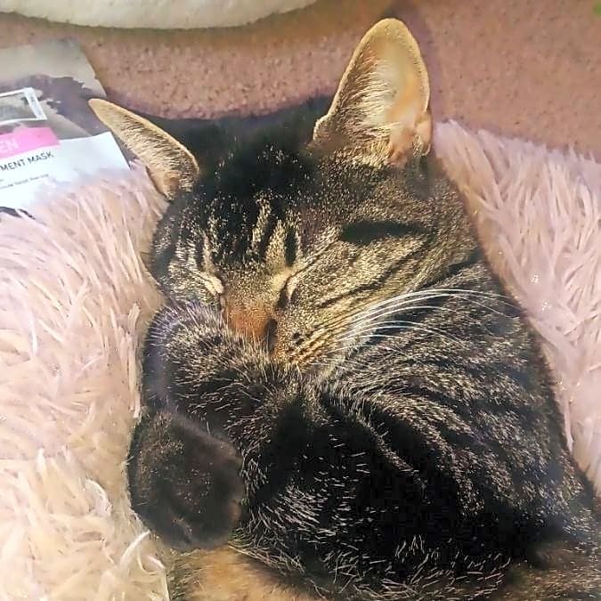 Photo of Lilly