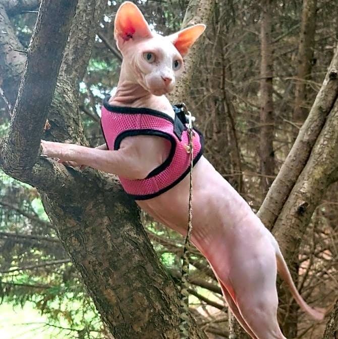 Photo of Willow