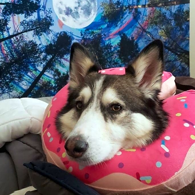 Photo of Roxy
