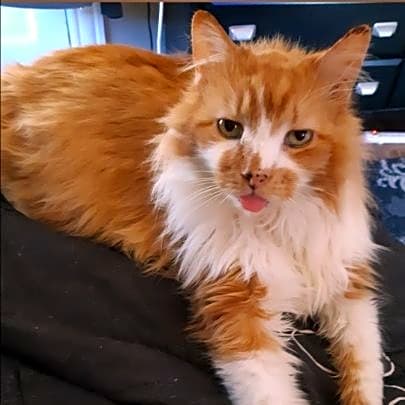 Photo of Sam