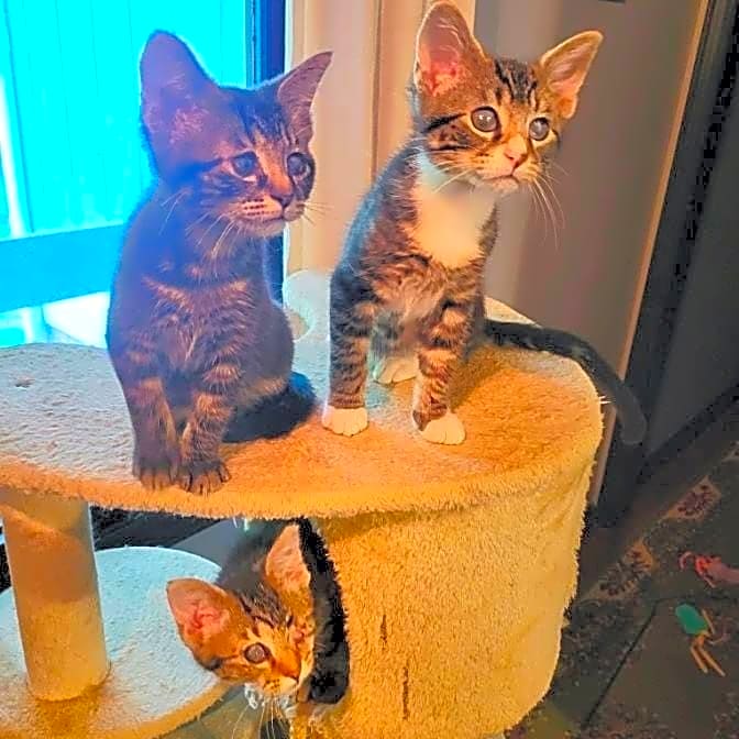 Photo of Bebe, Gigi, and Cici