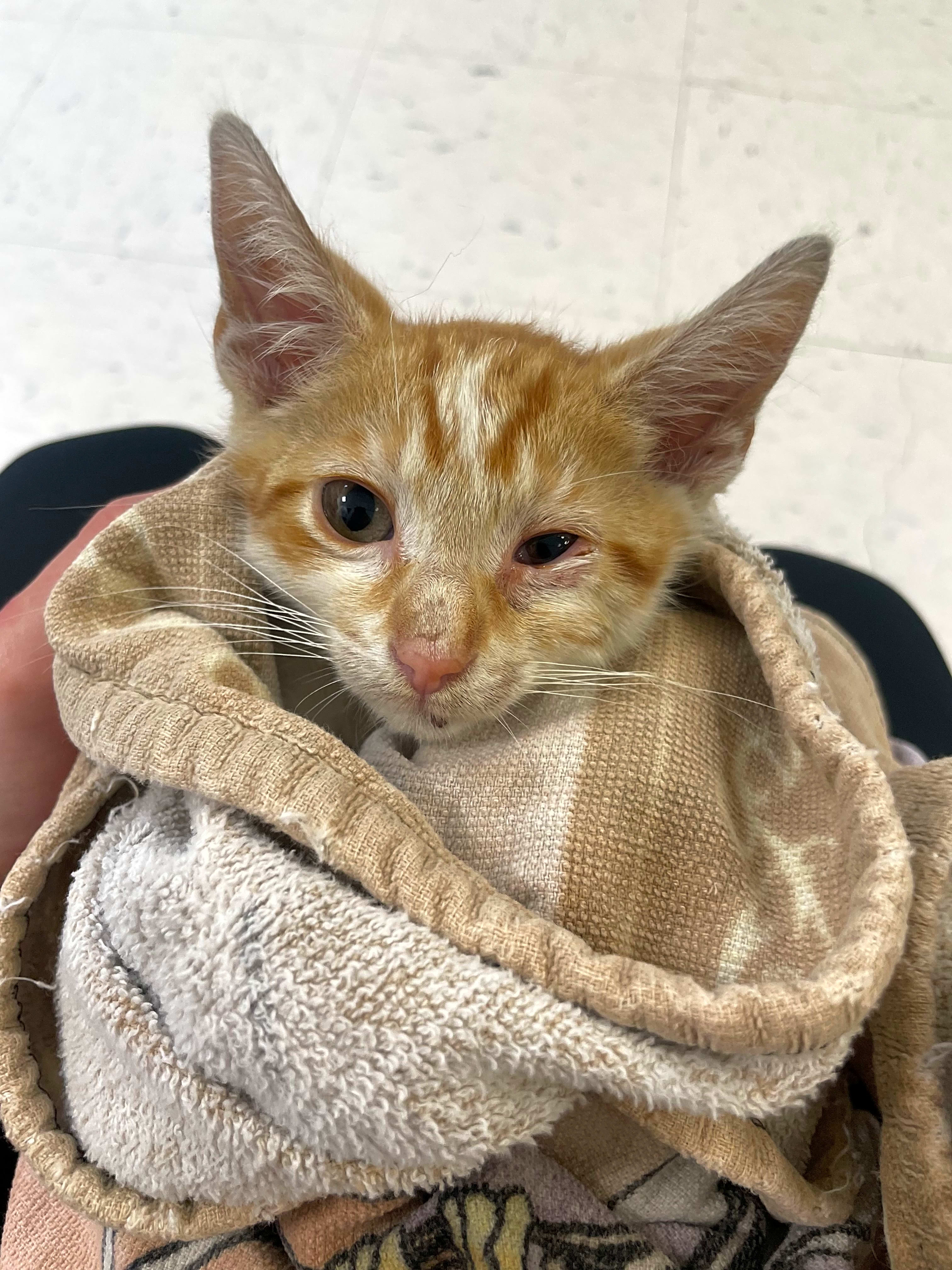 Photo of Creamsicle