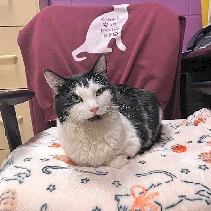 Photo of Domino