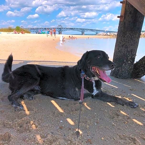 Photo of Tucker