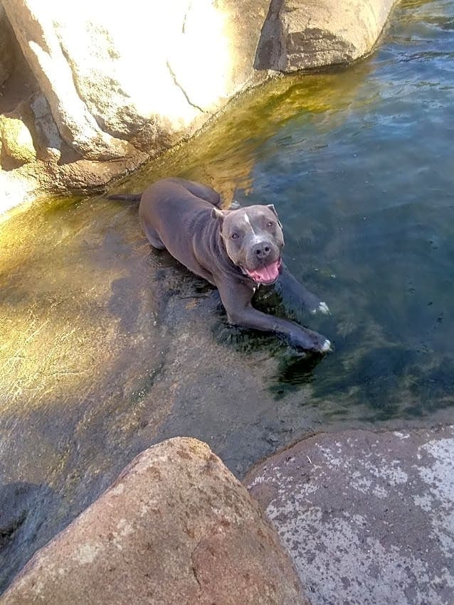 Photo of Abby
