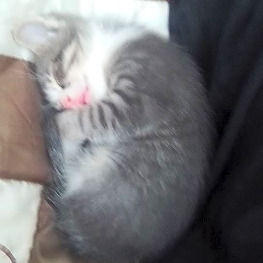 Photo of Tink
