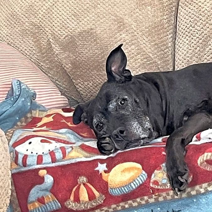 Photo of Nala