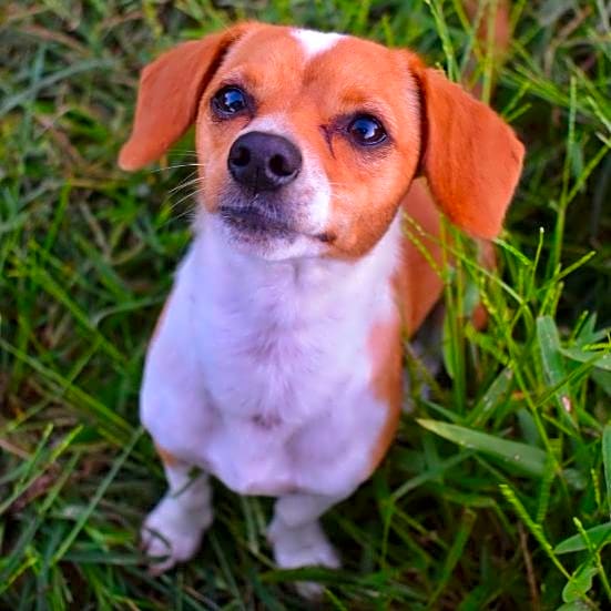 Photo of Oakley