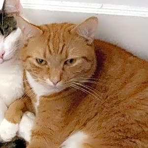 Photo of Garfield