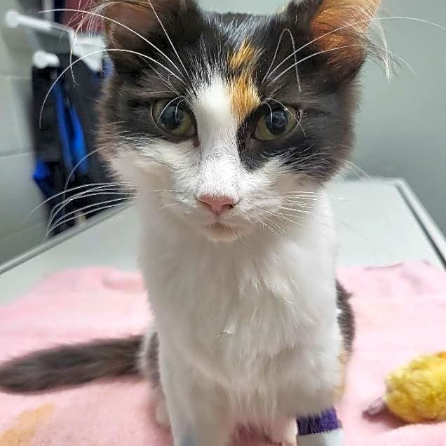Photo of Freya