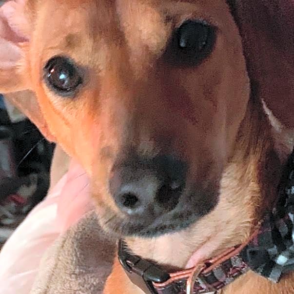 Photo of Tucker