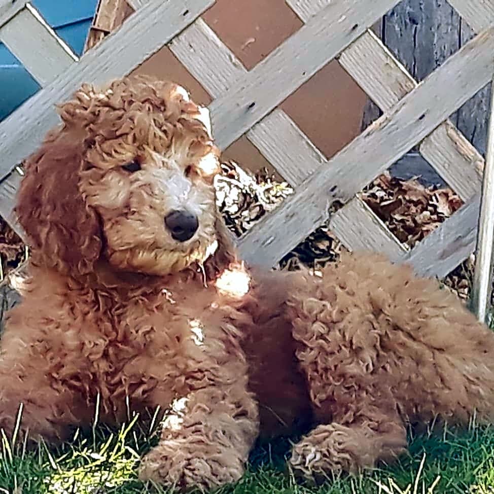 Photo of Niko