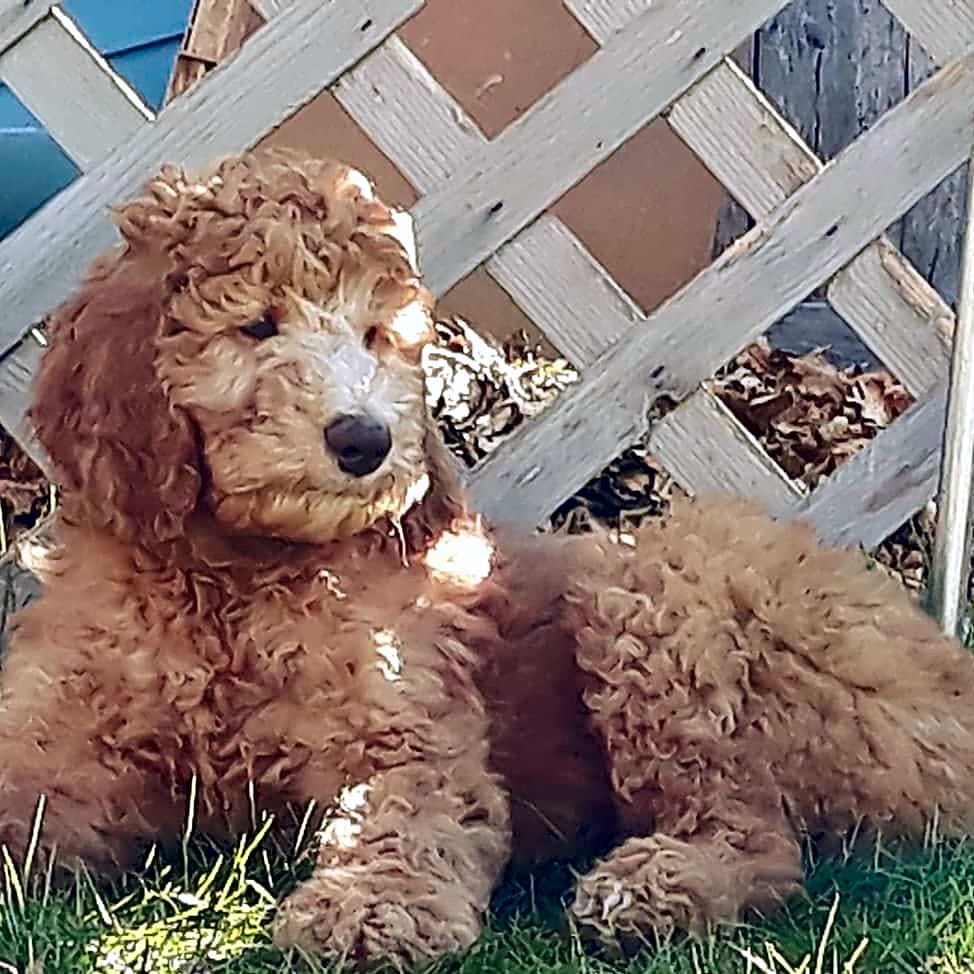 Photo of Niko