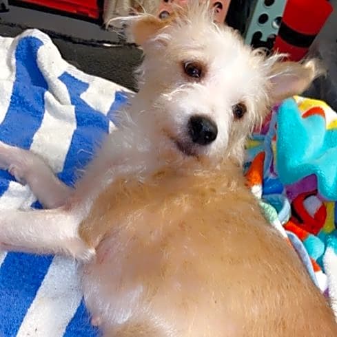 Photo of Daisy