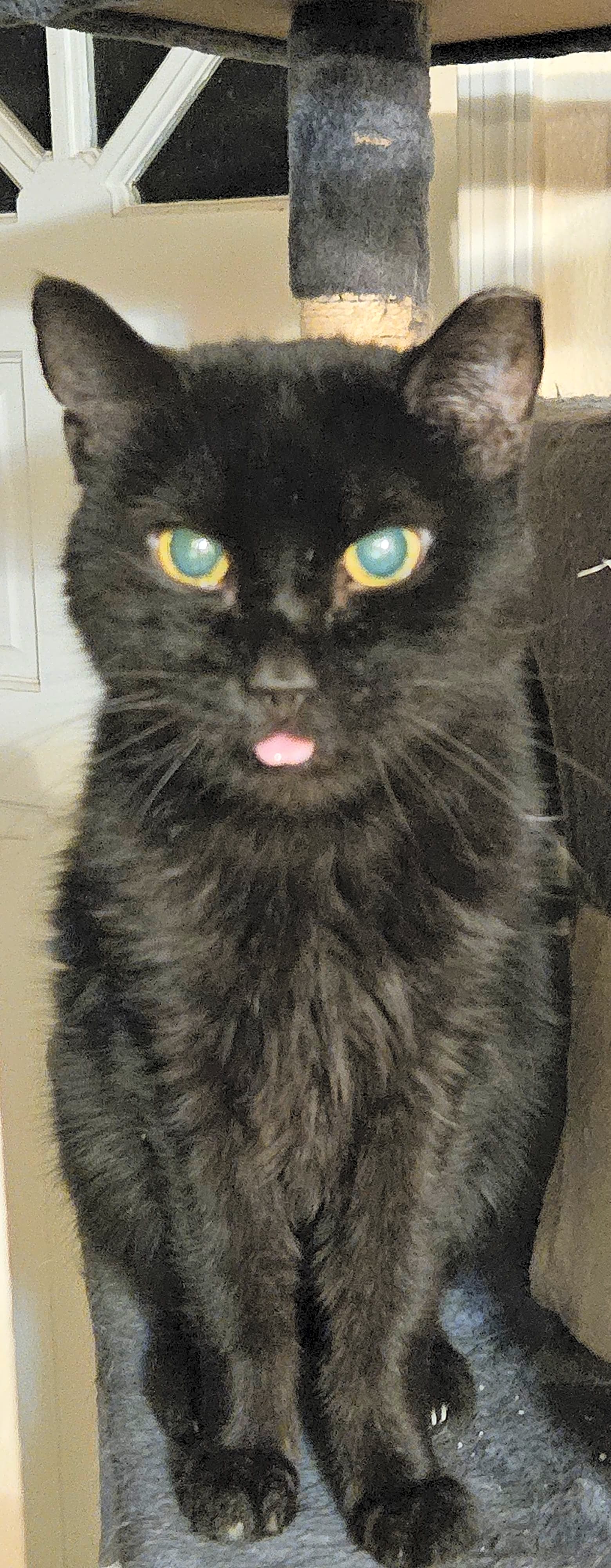 Photo of Sadie