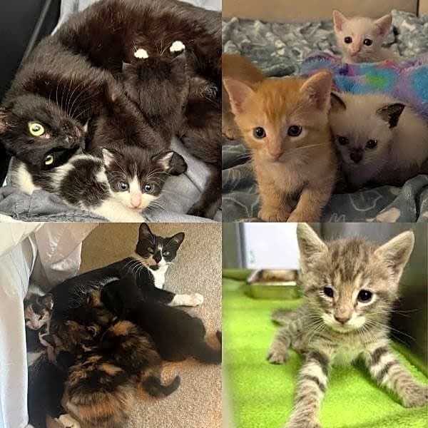 Photo of Cat Cottage