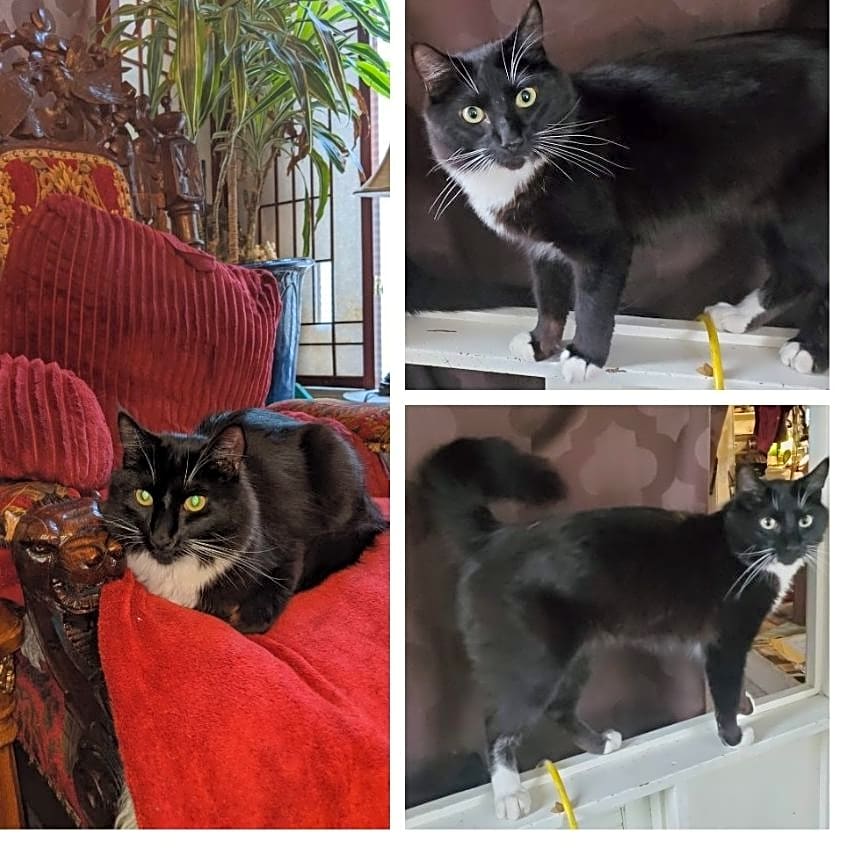 Photo of Batman