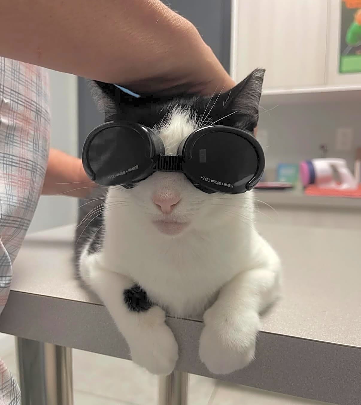Photo of Lily