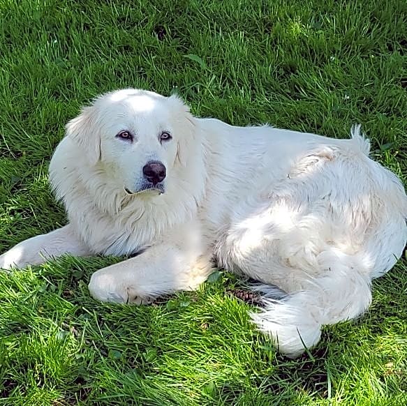 Photo of Oliver
