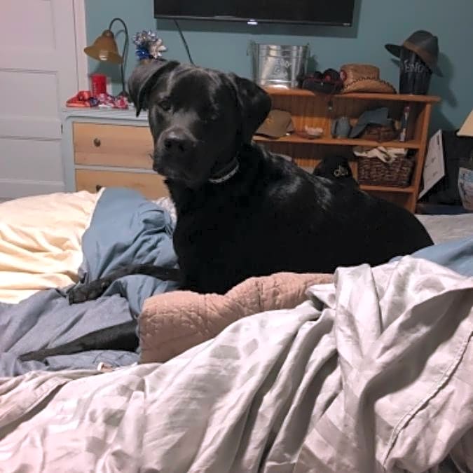 Photo of Arlo