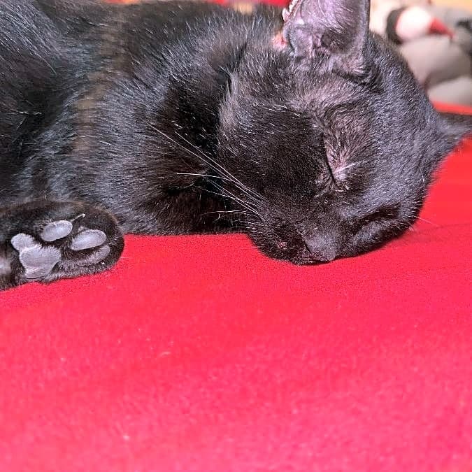 Photo of Momo