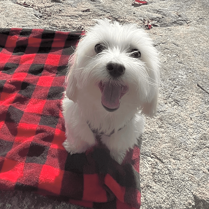 Photo of Cooper