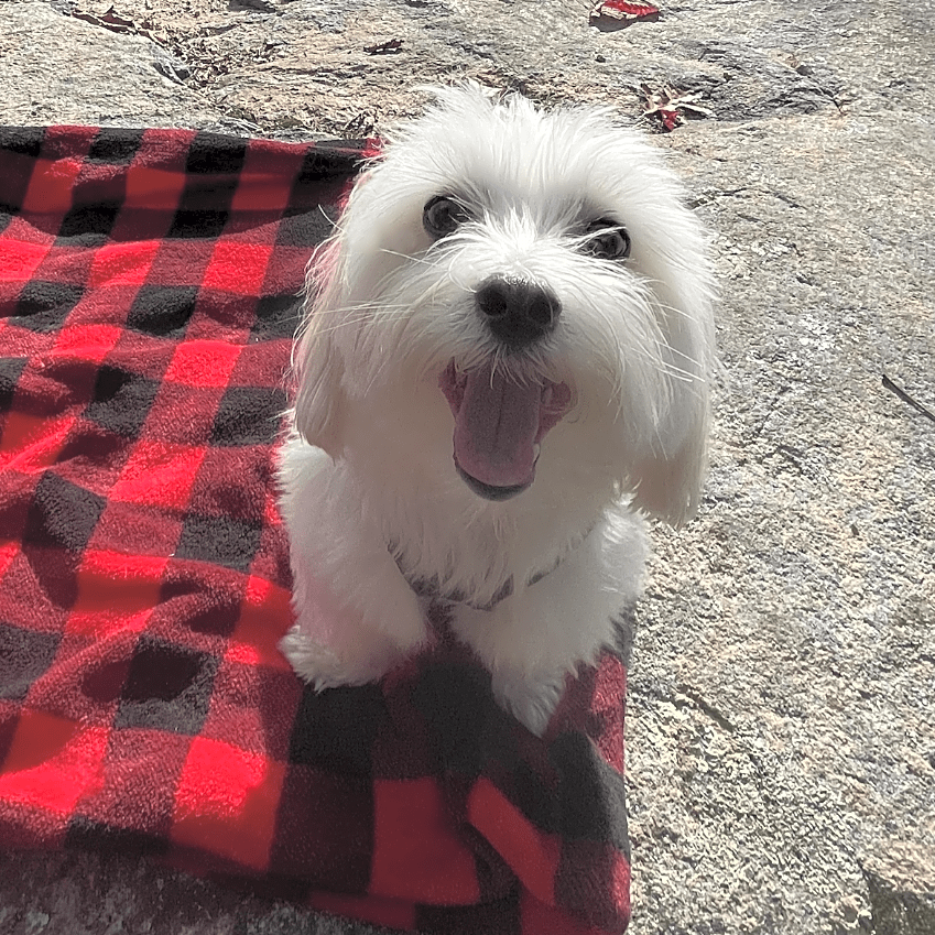 Photo of Cooper