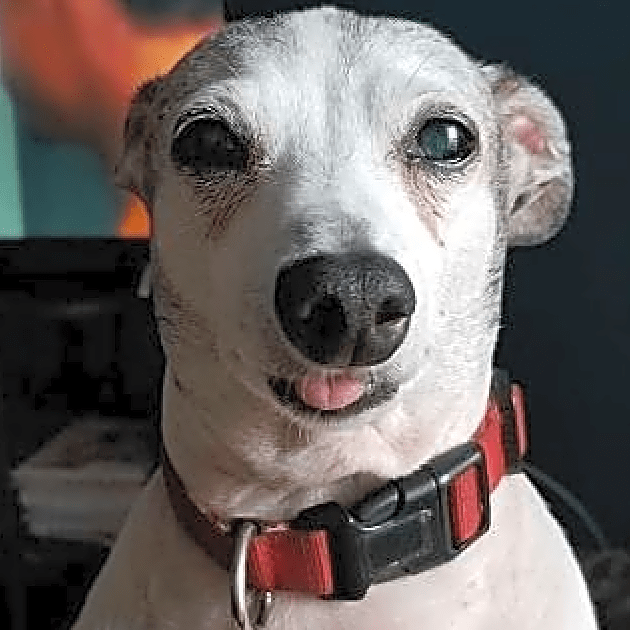 Photo of Rupert