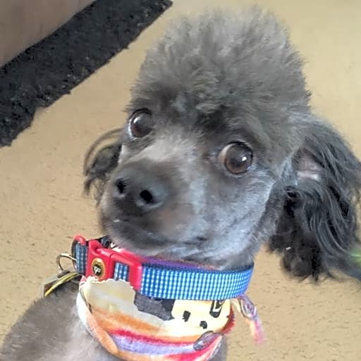 Photo of McGee