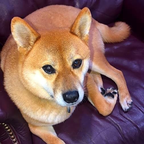 Photo of Rocky