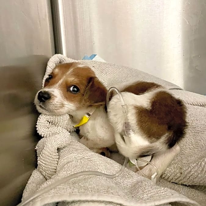Photo of Frijolito