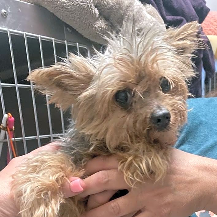 Photo of 6-Yorkies