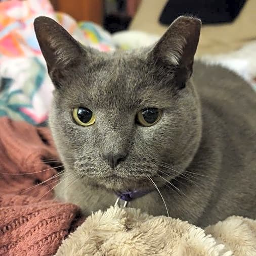 Photo of Lucky