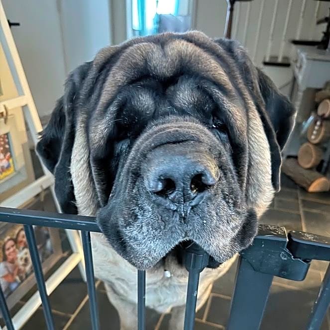 Photo of Chunk