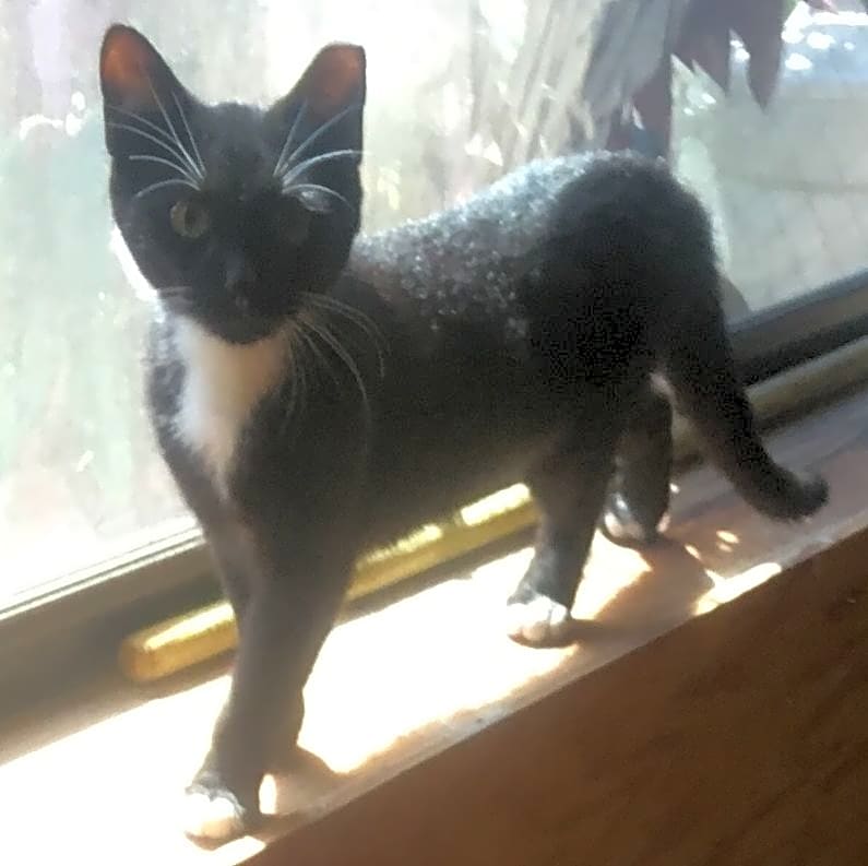 Photo of Mittens Star