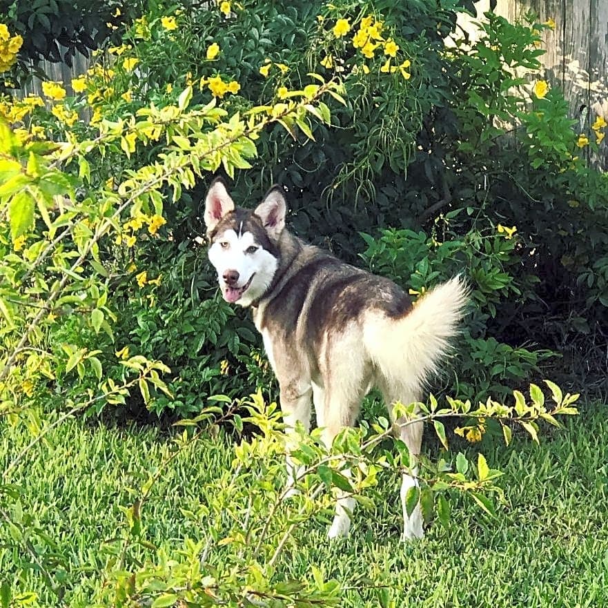 Photo of Harlow