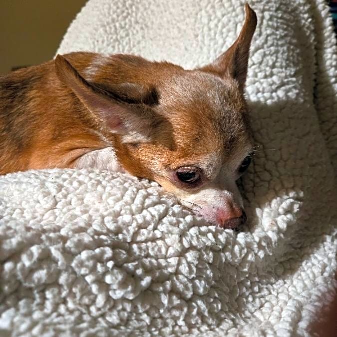 Photo of Charlie