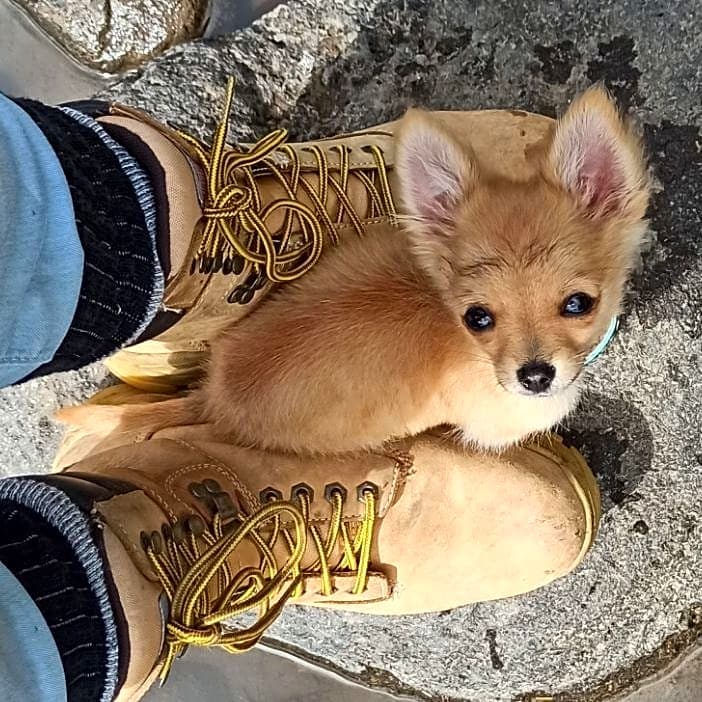 Photo of Link