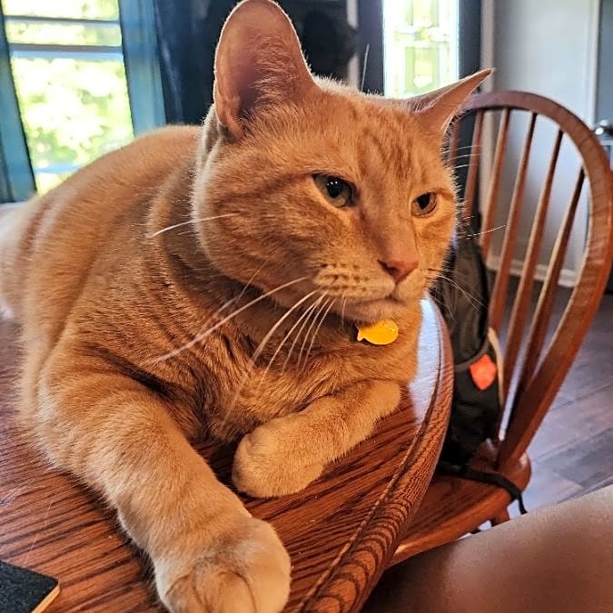 Photo of Taco