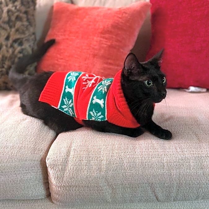 Photo of Jasper